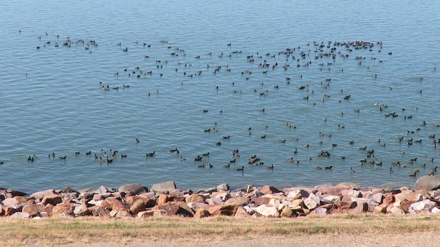 American Coot - ML625180162