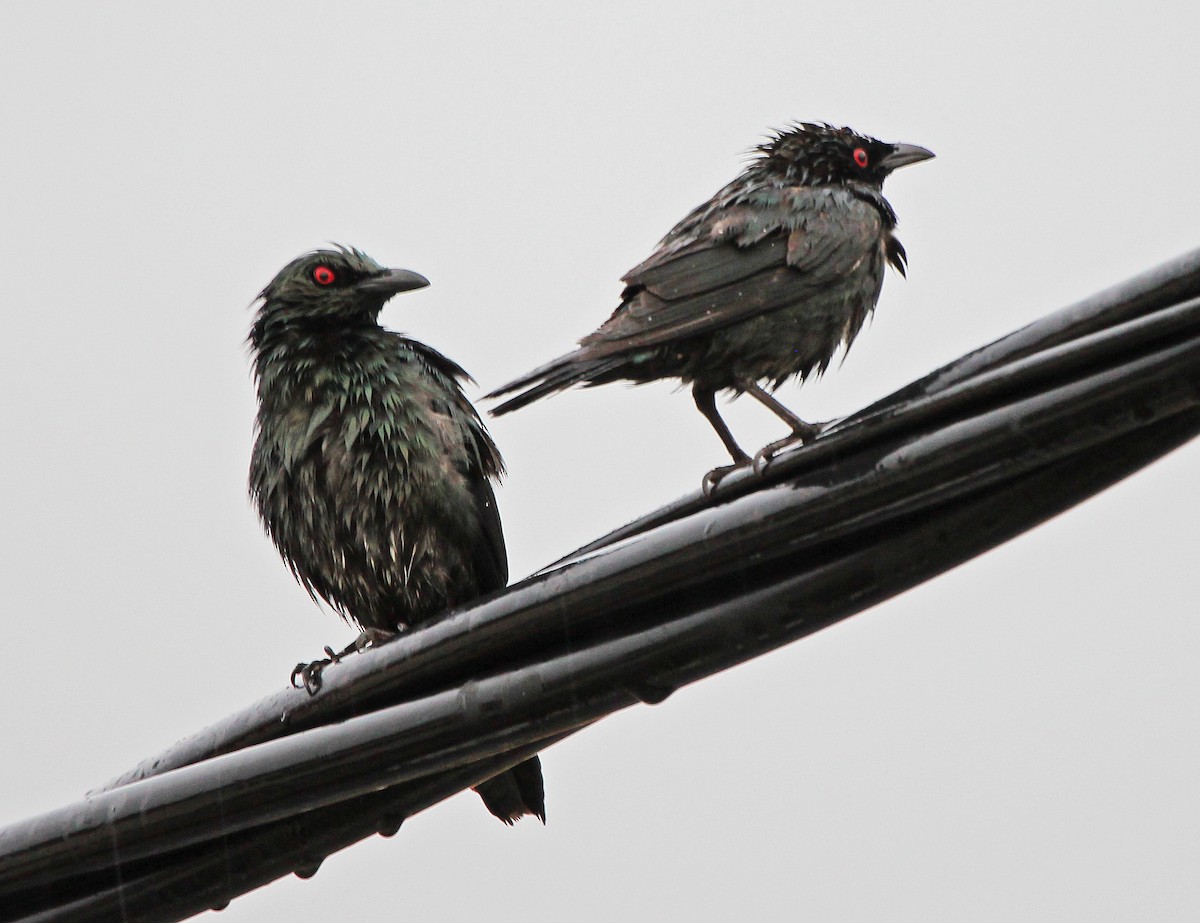 Asian Glossy Starling - ML625180197