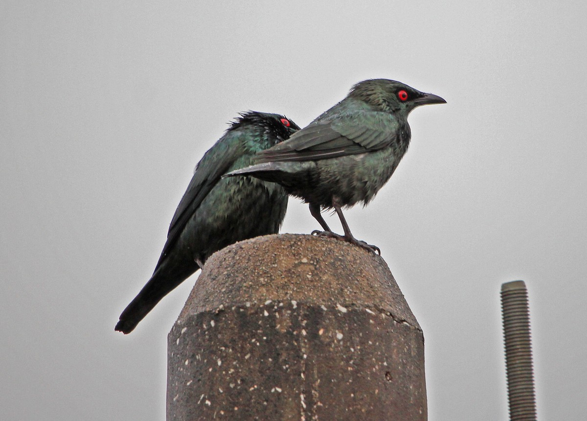 Asian Glossy Starling - ML625180198