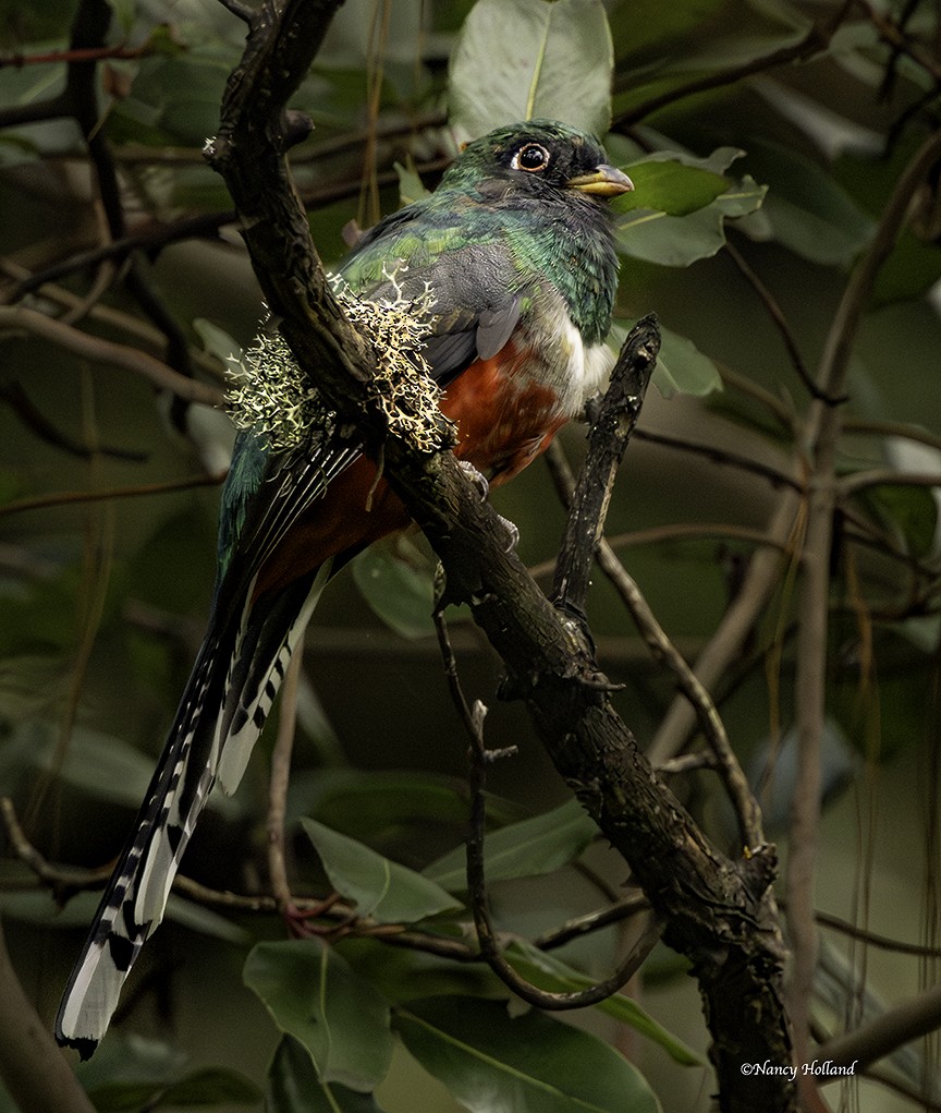 Mountain Trogon - ML625180207