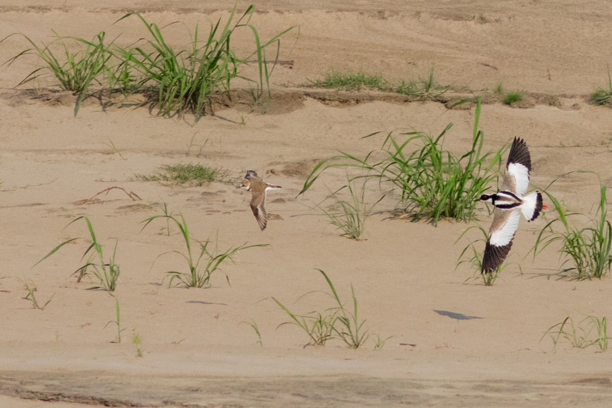 Pied Plover - ML625180257