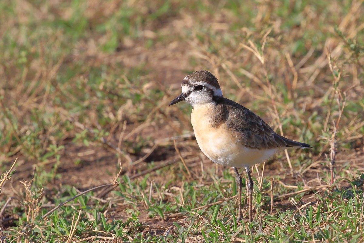 Kittlitz's Plover - ML625180267