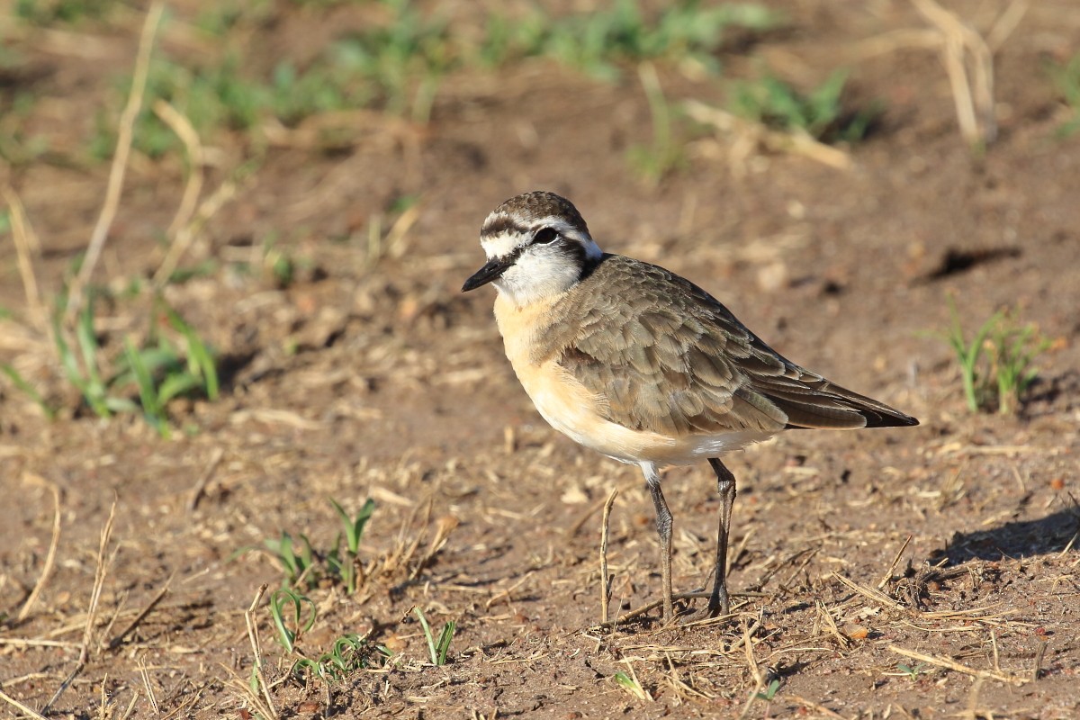 Kittlitz's Plover - ML625180268