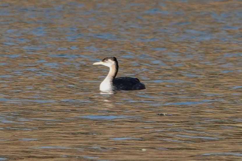 Red-necked Grebe - ML625180284