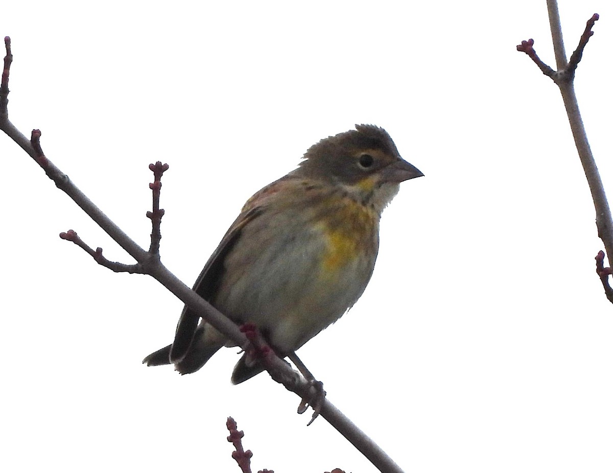 Dickcissel - ML625180299