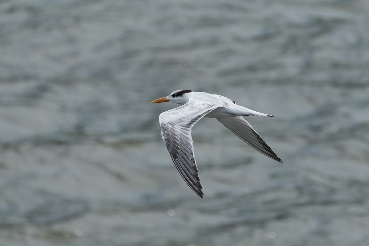Royal Tern - ML625180354
