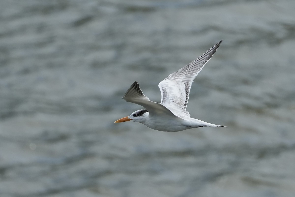 Royal Tern - ML625180355