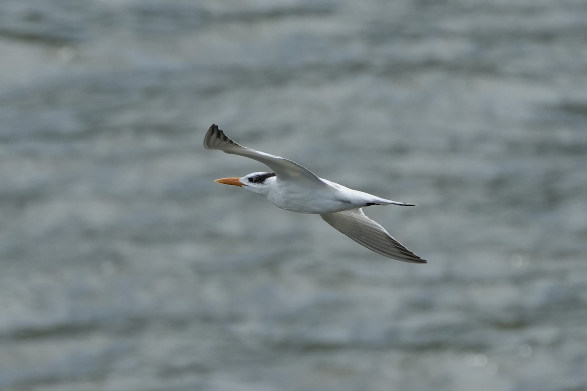 Royal Tern - ML625180356