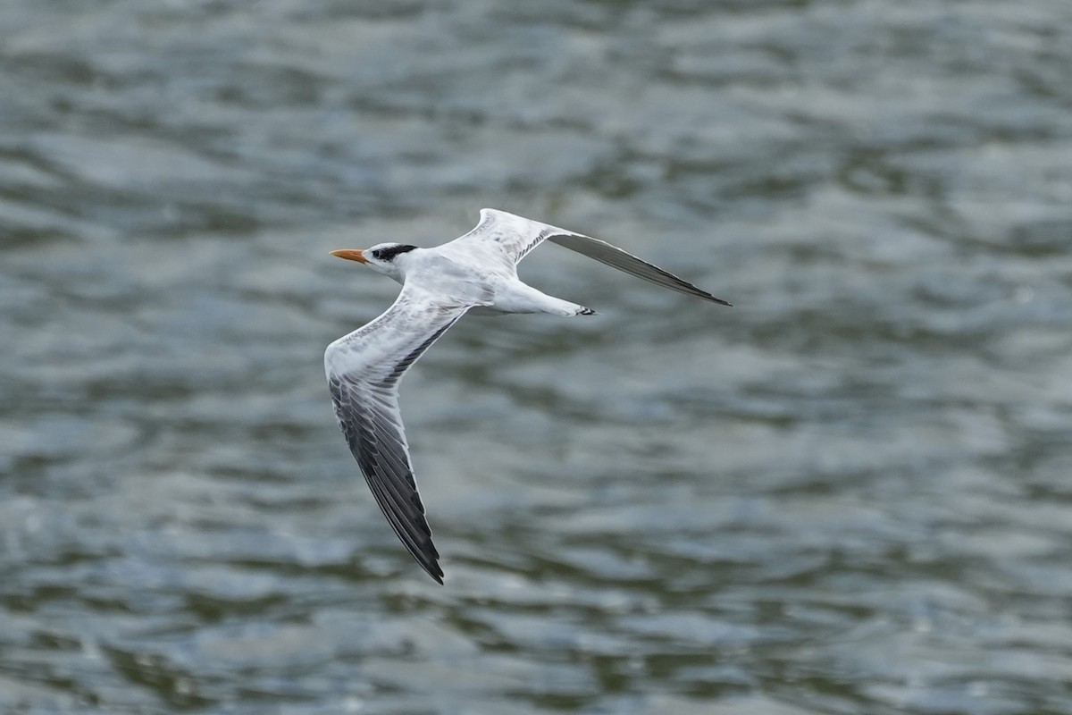 Royal Tern - ML625180367