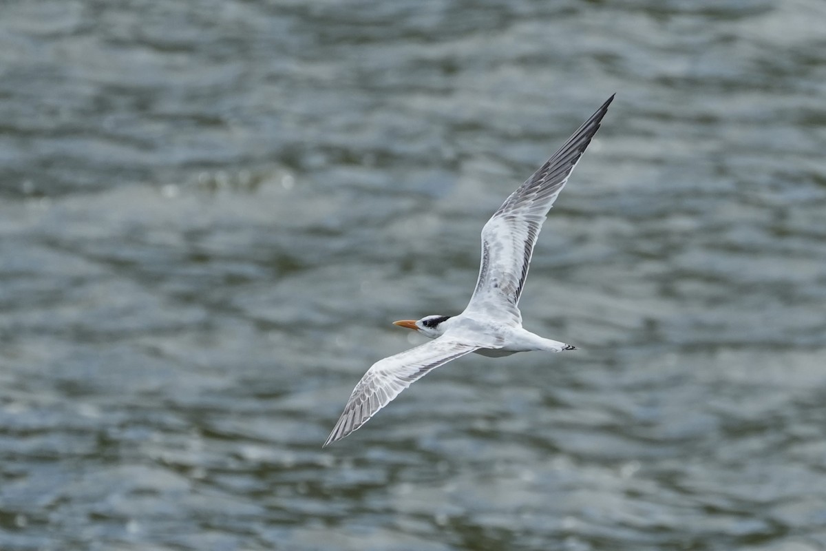 Royal Tern - ML625180368