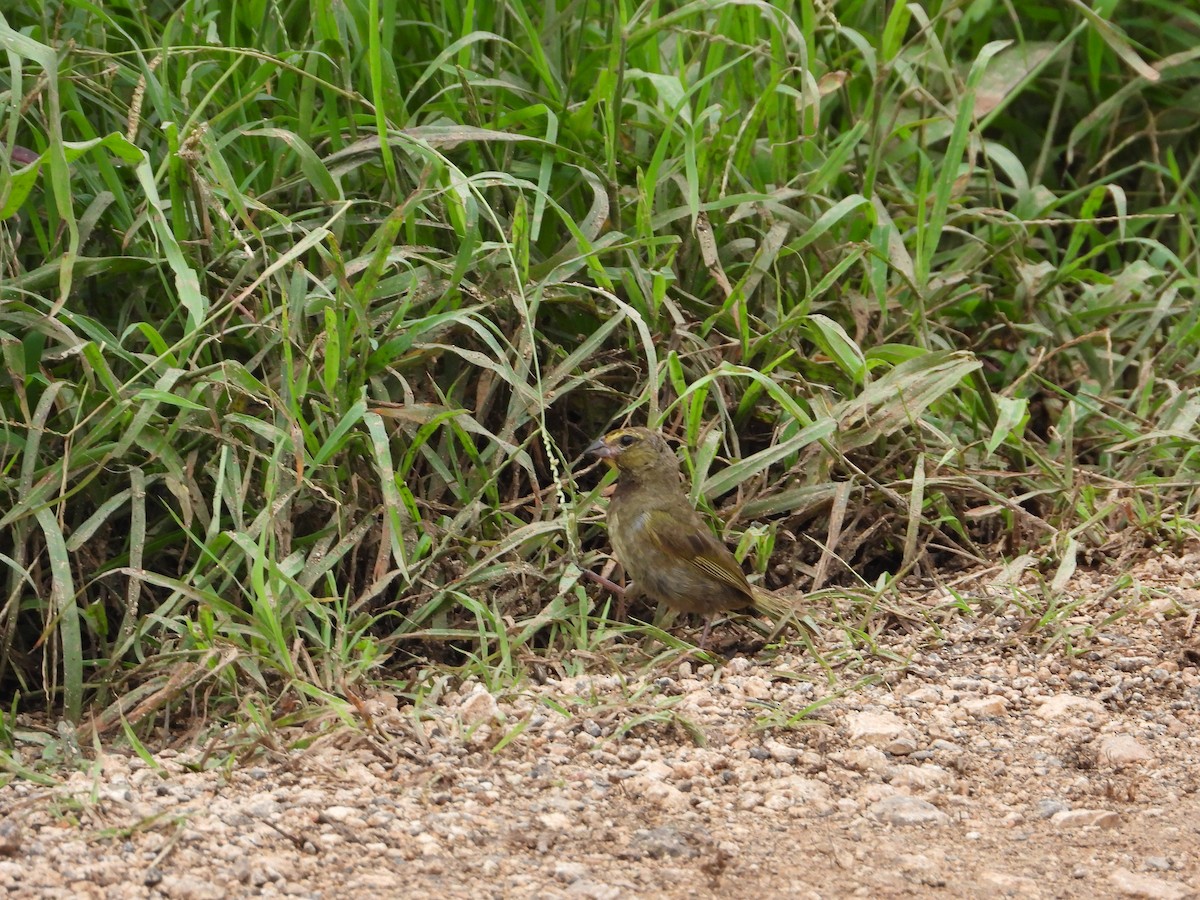 Yellow-faced Grassquit - ML625180404