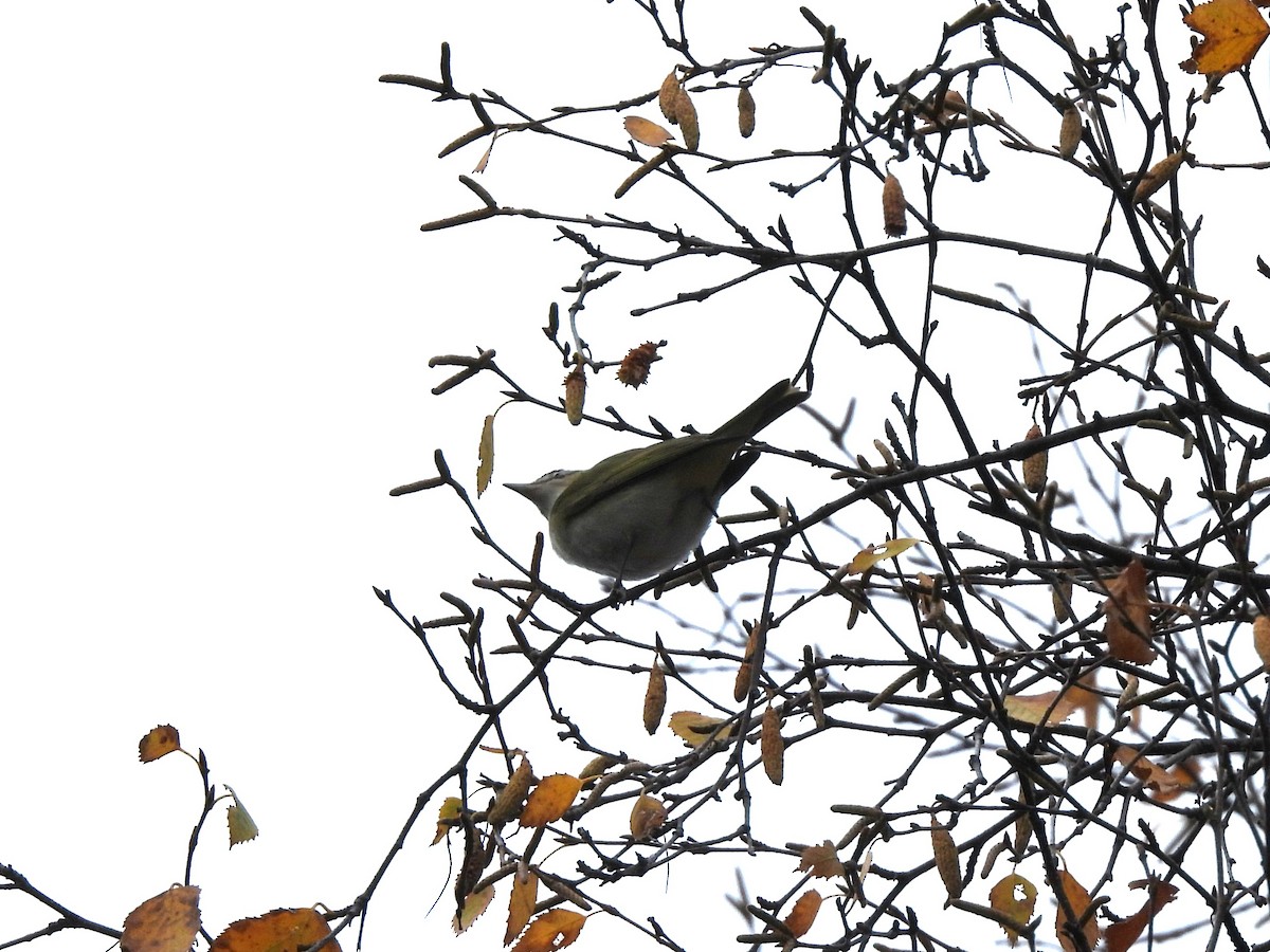 Red-eyed Vireo - ML625180438