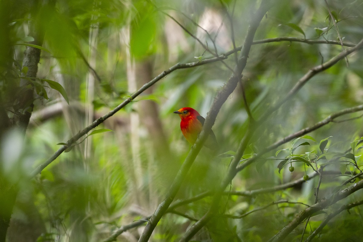 Band-tailed Manakin - ML625180506