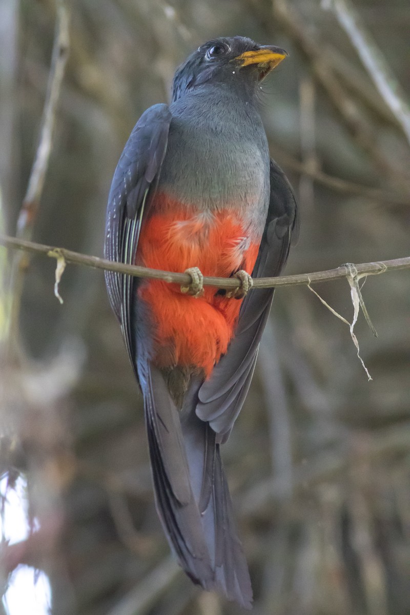 Black-tailed Trogon - ML625180678
