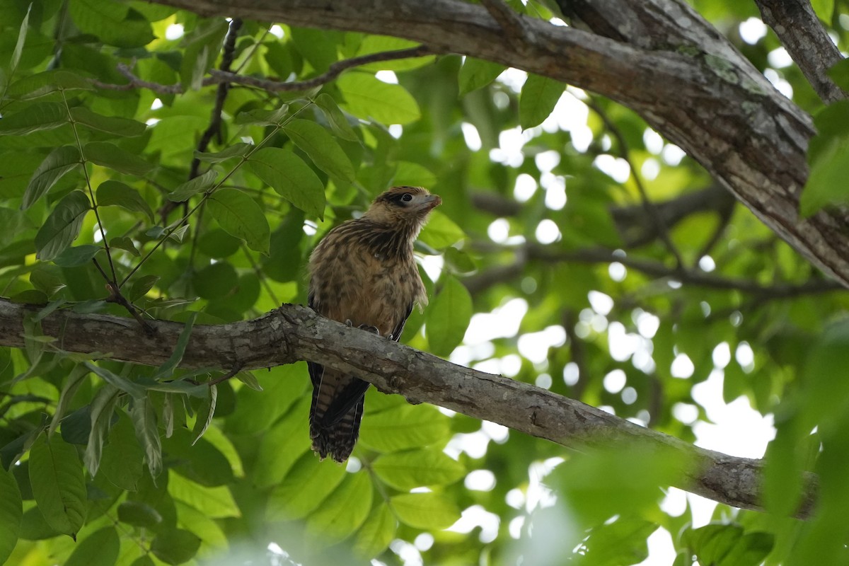 Yellow-headed Caracara - ML625180717