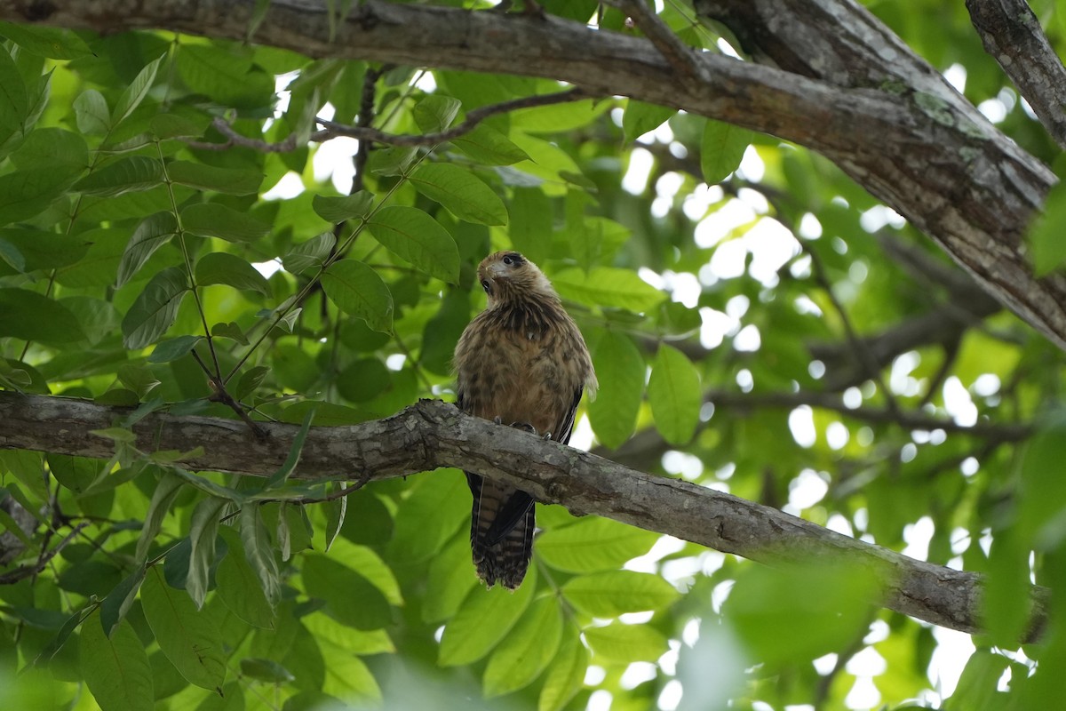 Yellow-headed Caracara - ML625180718