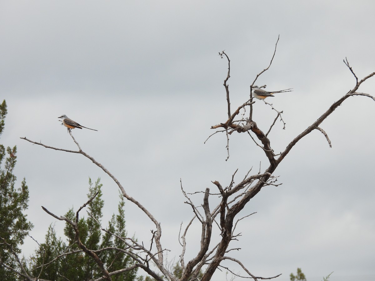 Scissor-tailed Flycatcher - ML625180761