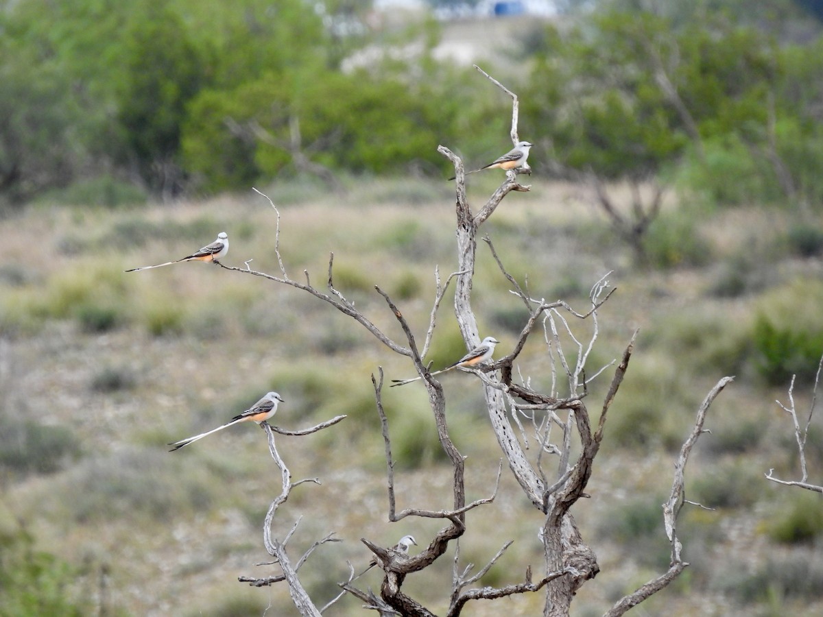 Scissor-tailed Flycatcher - ML625180763