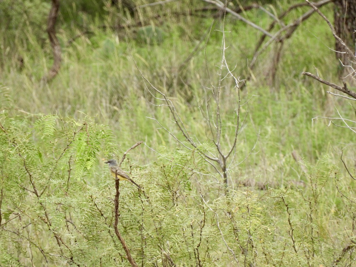 Scissor-tailed Flycatcher - ML625180764