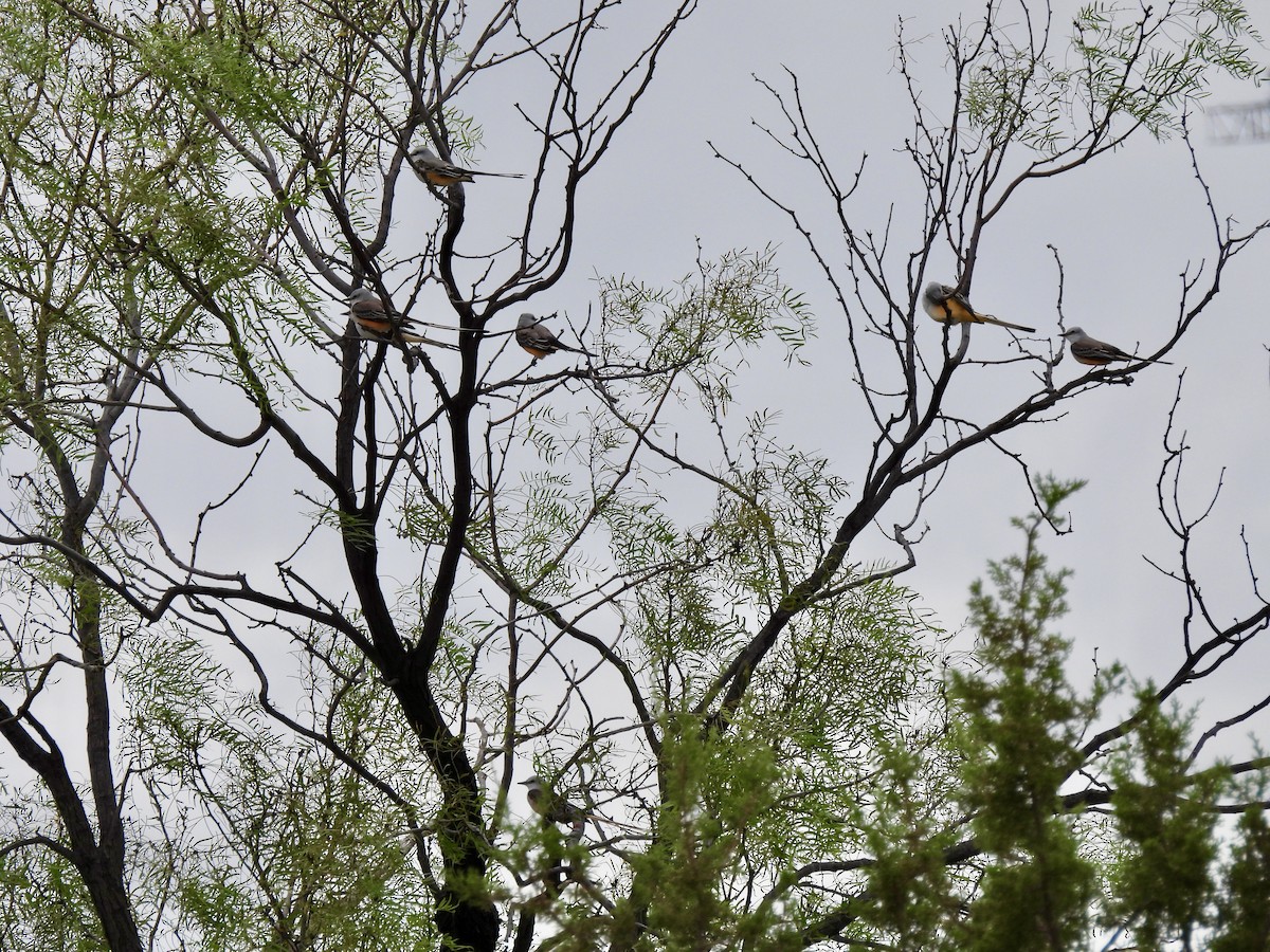 Scissor-tailed Flycatcher - ML625180765