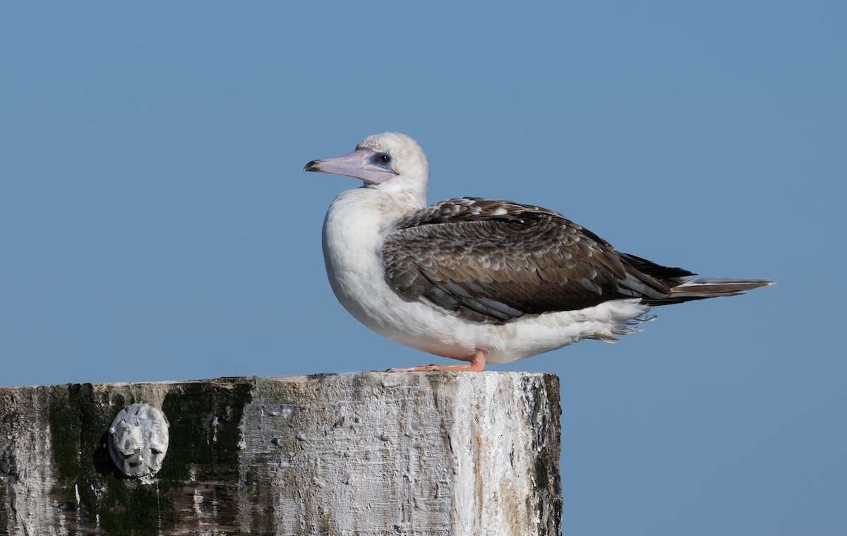 Red-footed Booby - ML625180894