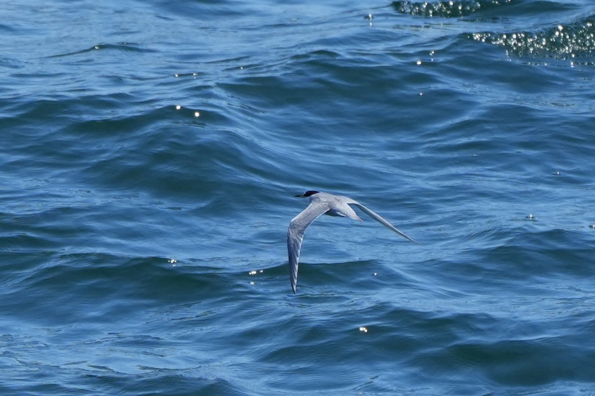 Peruvian Tern - ML625181266