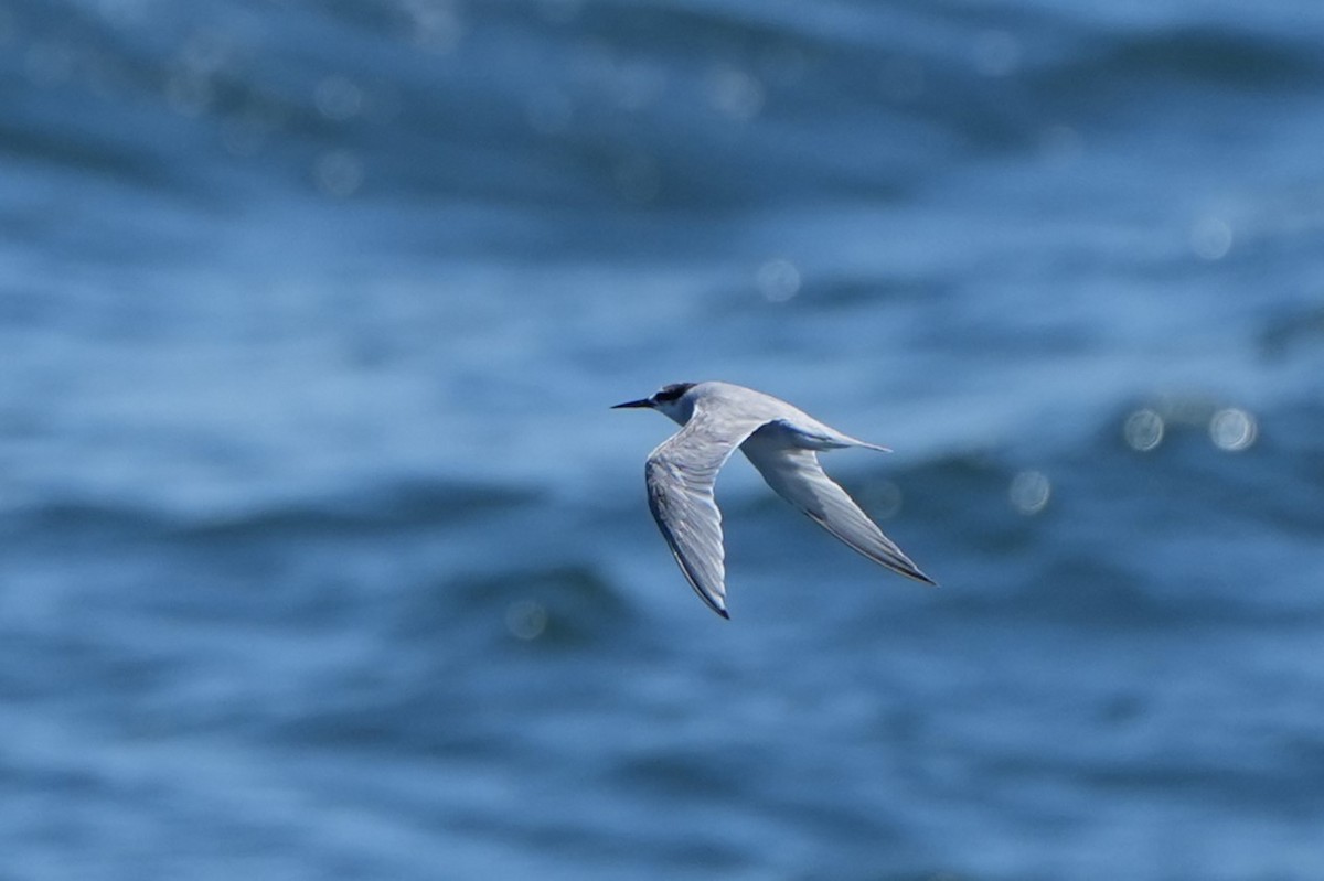 Peruvian Tern - ML625181267