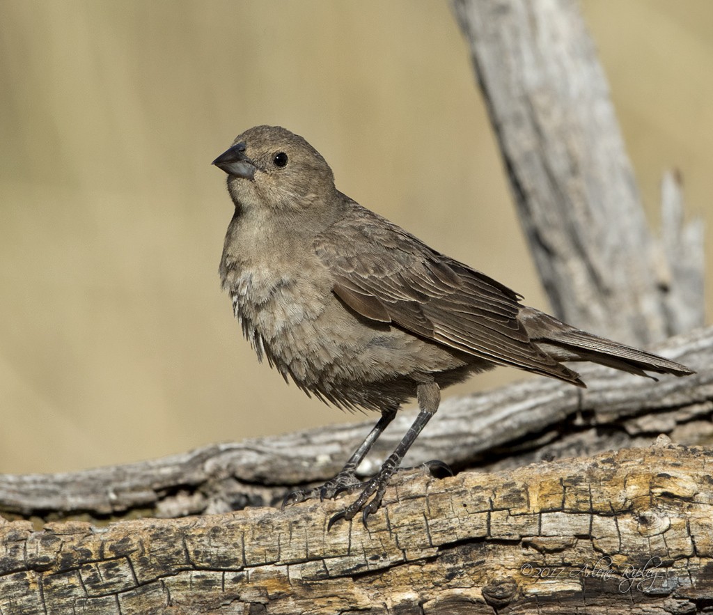 Brown-headed Cowbird - Arlene Ripley