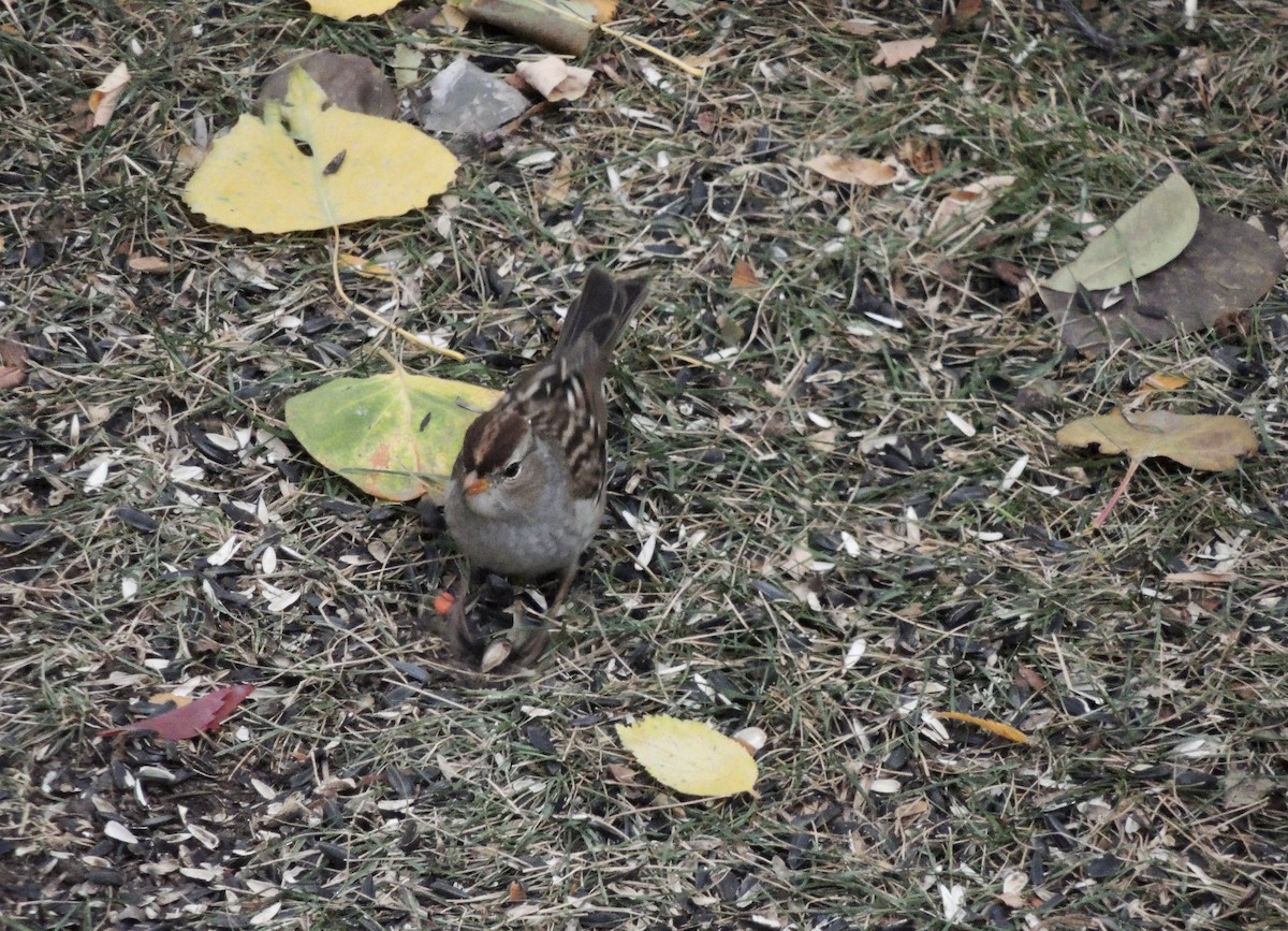 White-crowned Sparrow (Gambel's) - ML625181459