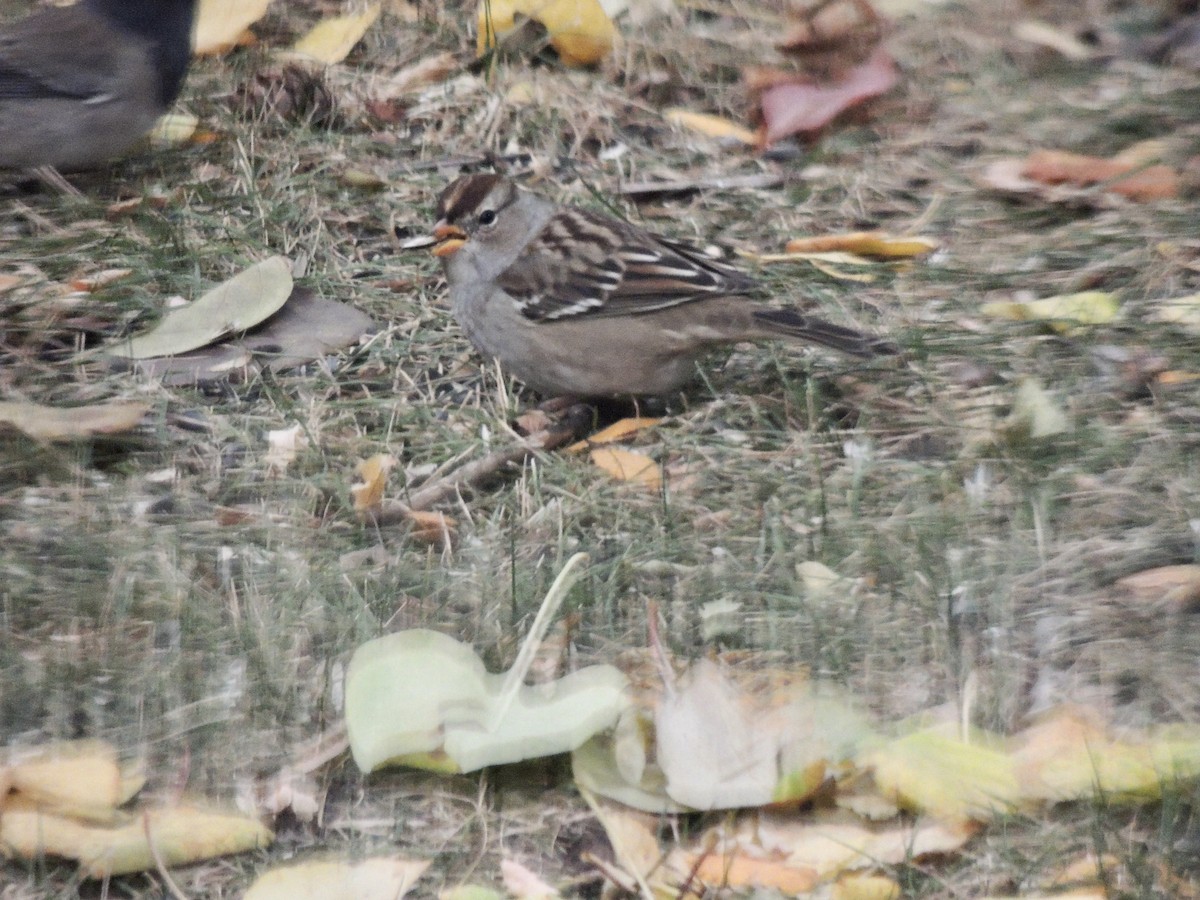 White-crowned Sparrow (Gambel's) - ML625181460