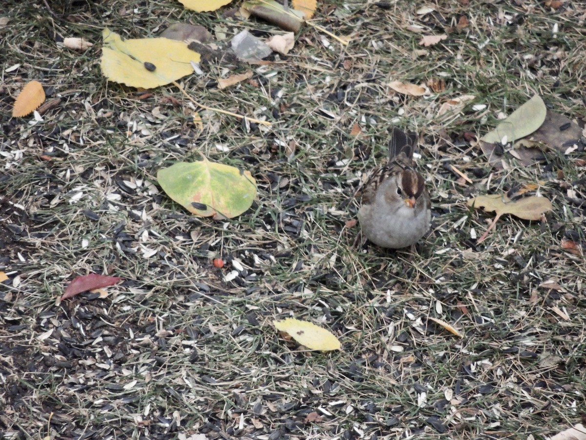 White-crowned Sparrow (Gambel's) - ML625181461