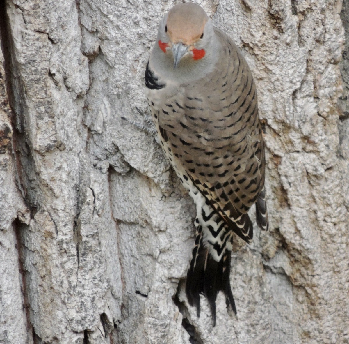 Northern Flicker - ML625181474