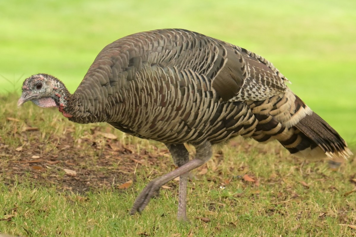 Wild Turkey - ML625181645