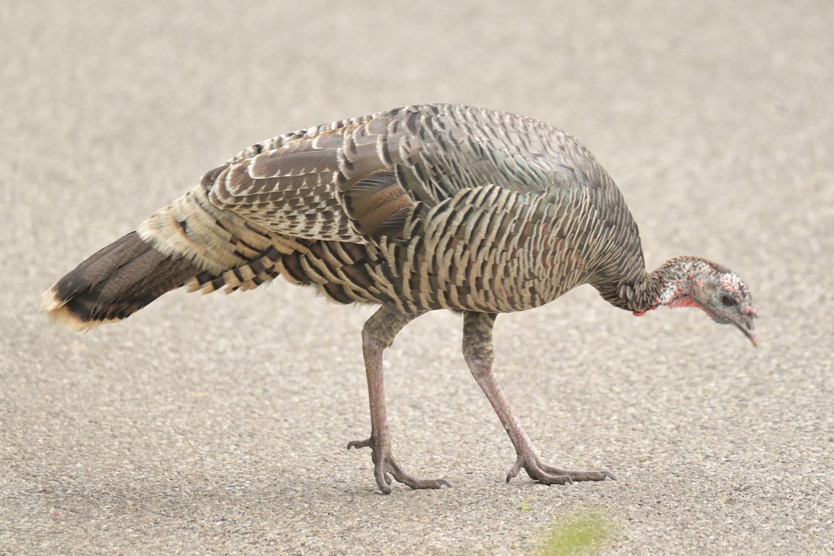 Wild Turkey - ML625181647