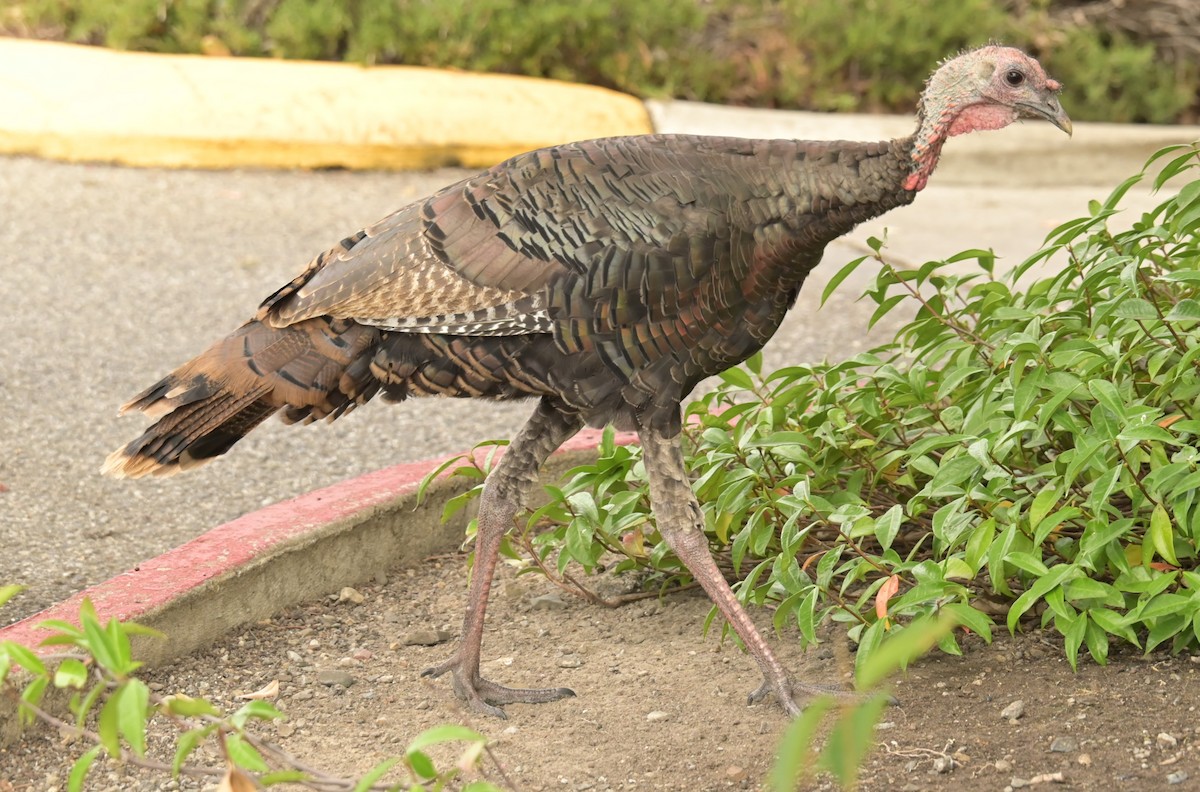 Wild Turkey - ML625181648