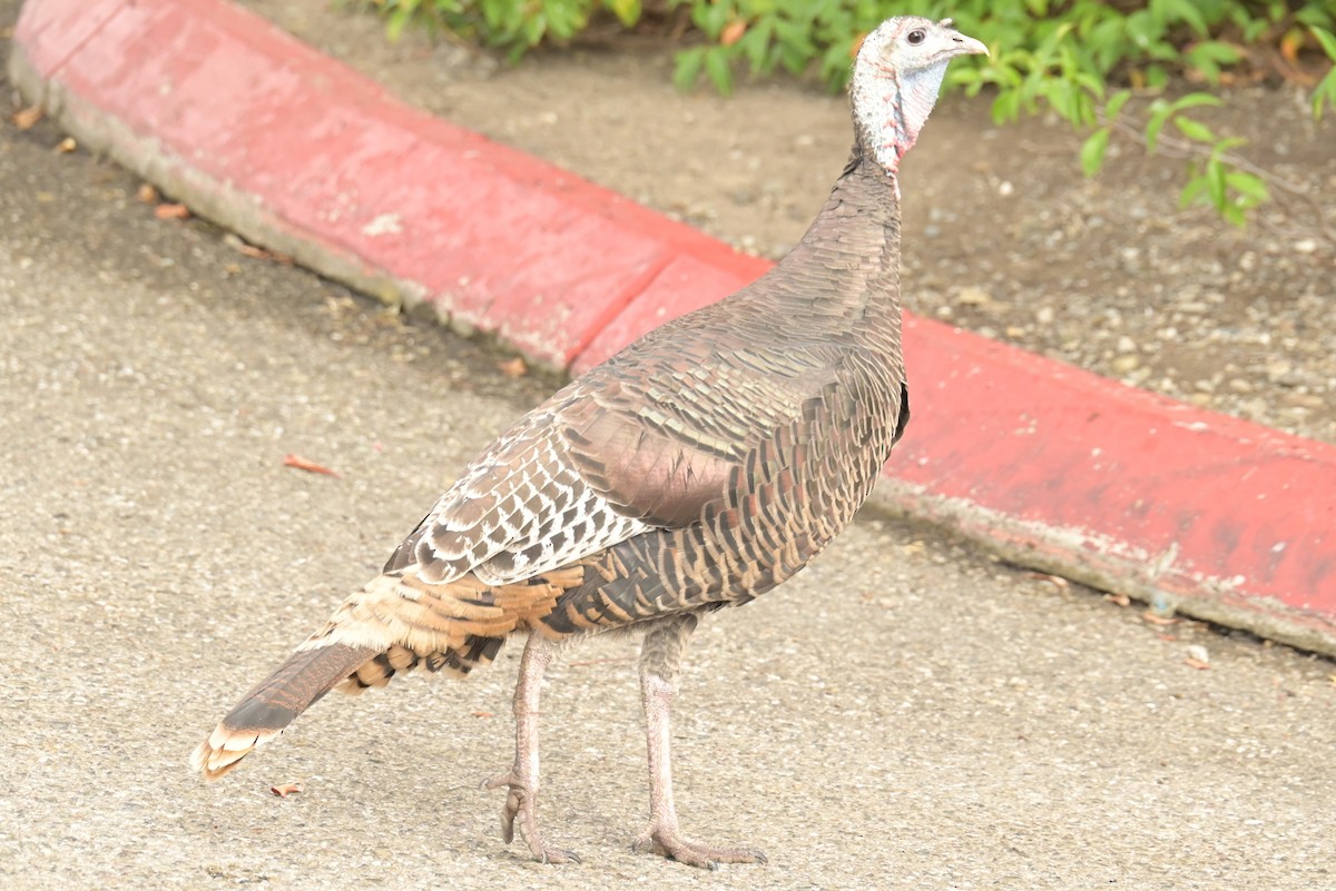 Wild Turkey - ML625181649