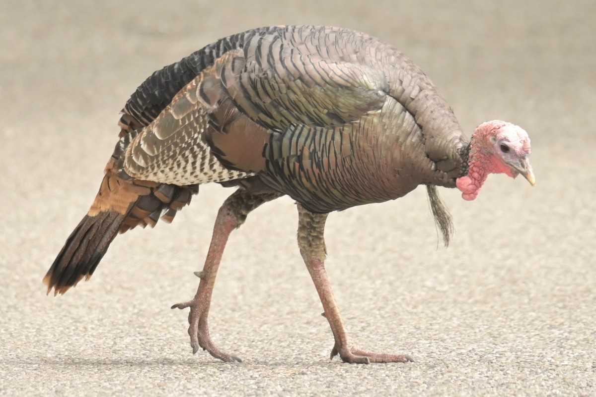 Wild Turkey - ML625181650