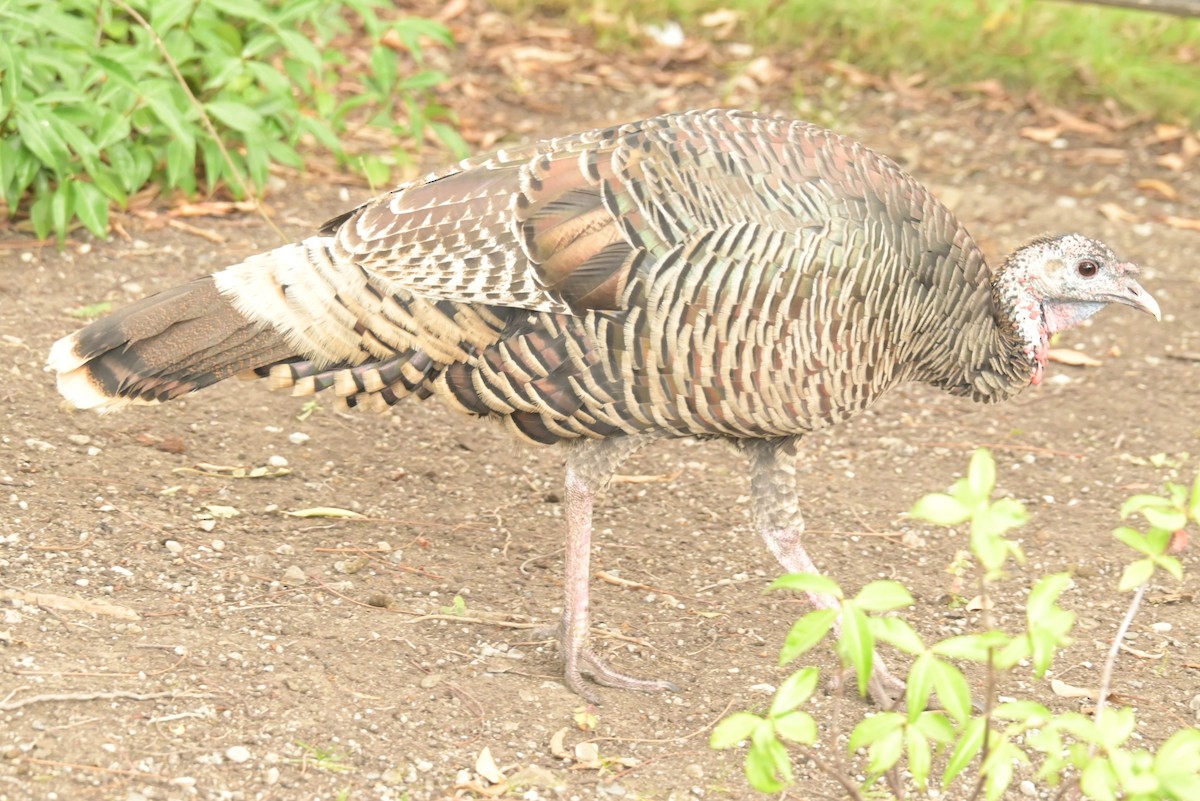 Wild Turkey - ML625181651