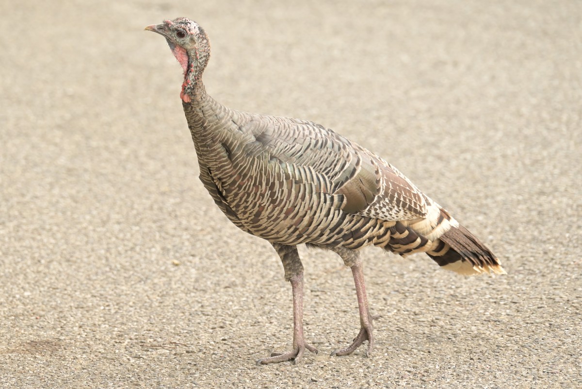 Wild Turkey - ML625181652