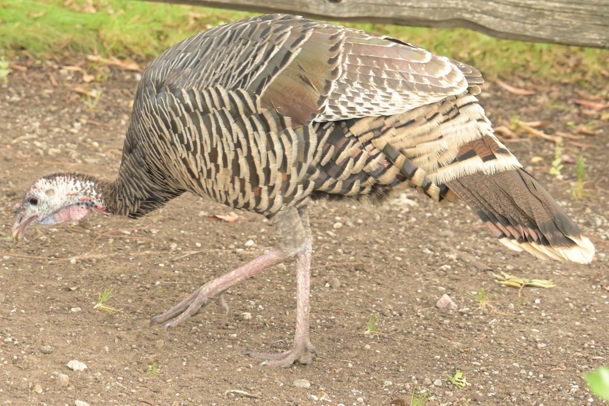 Wild Turkey - ML625181653