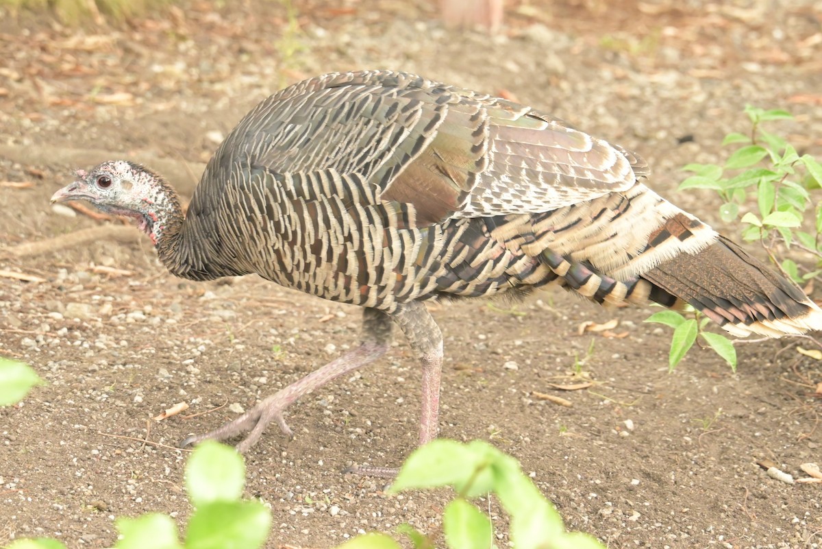 Wild Turkey - ML625181654