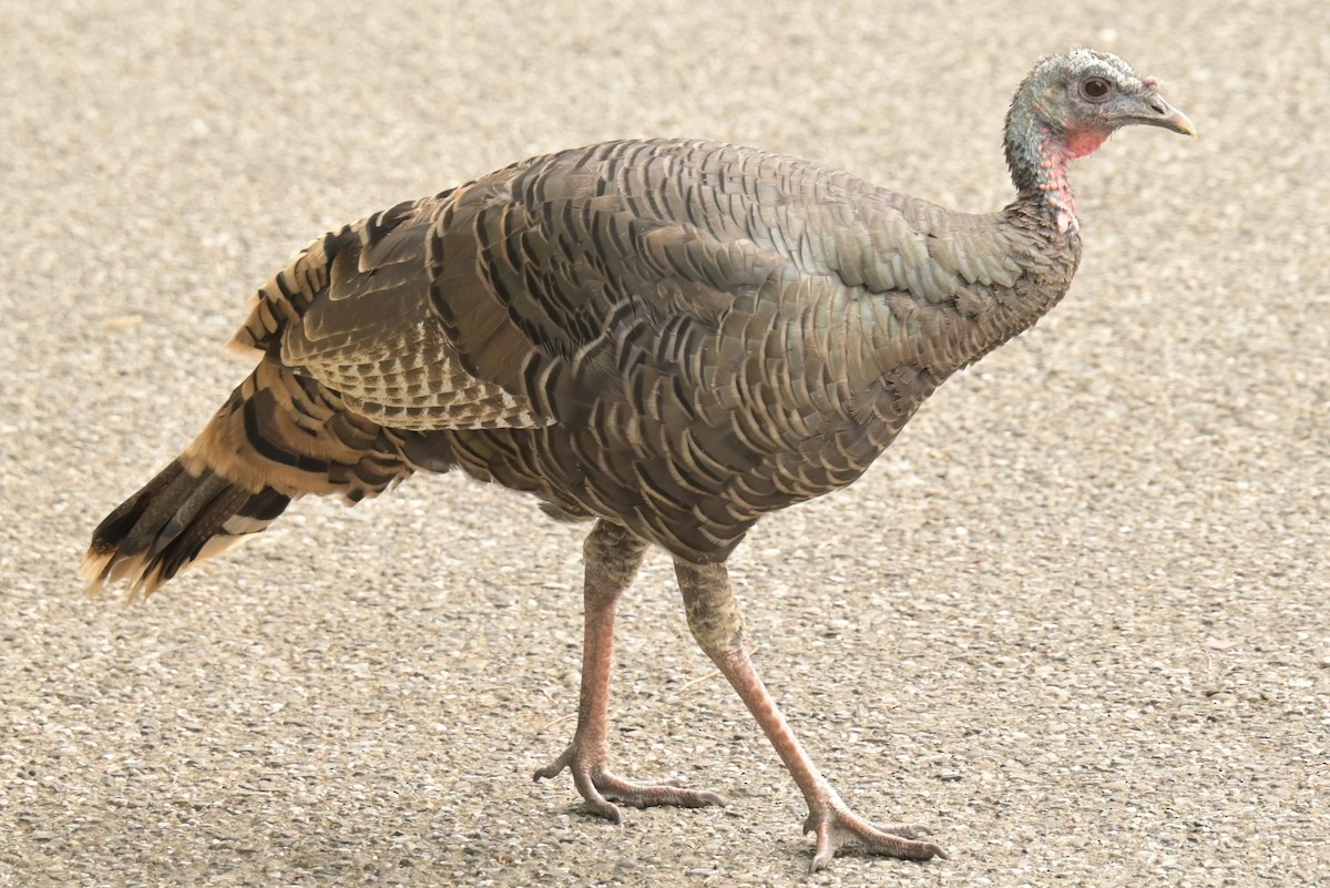 Wild Turkey - ML625181655