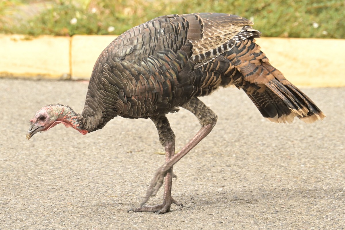 Wild Turkey - ML625181656