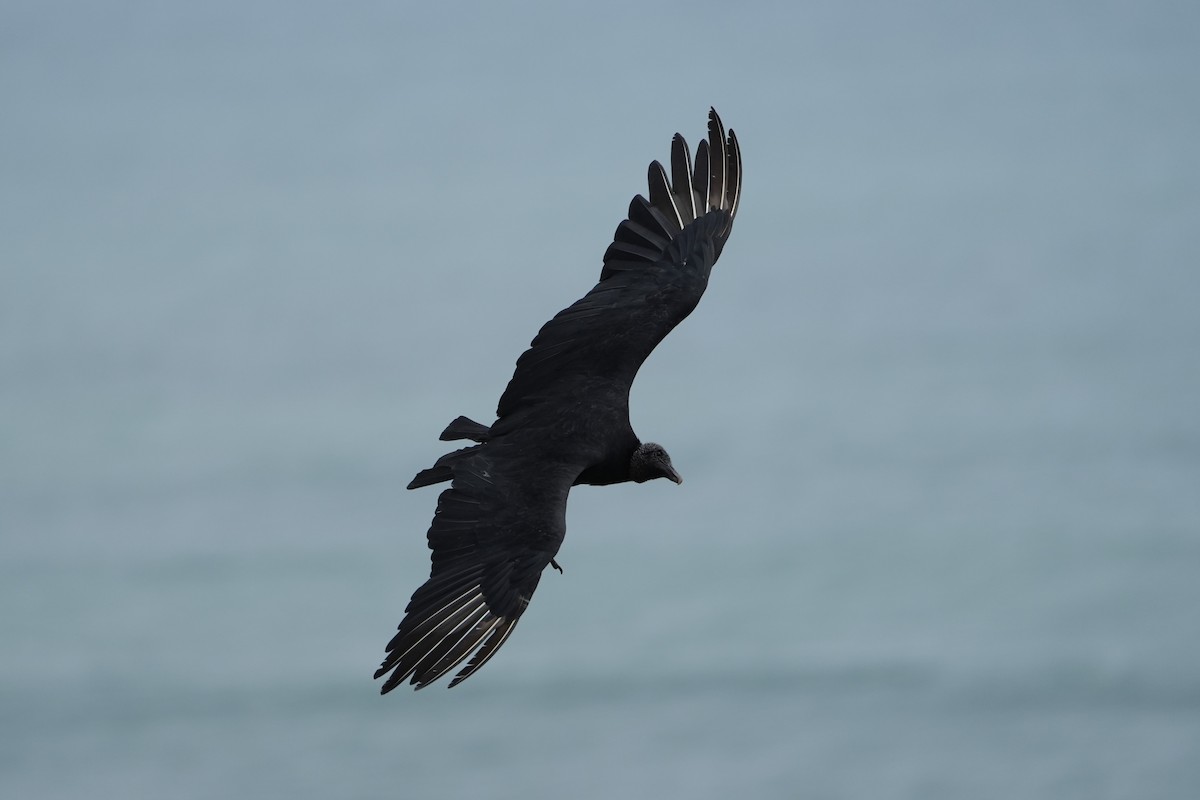 Black Vulture - ML625181659