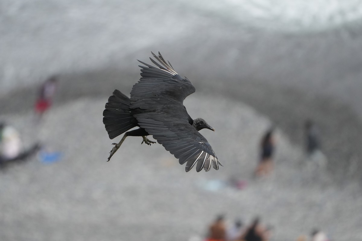 Black Vulture - ML625181660