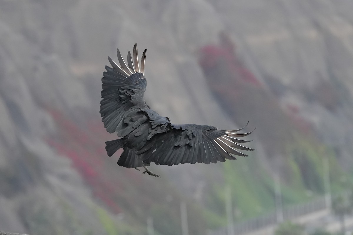 Black Vulture - ML625181677