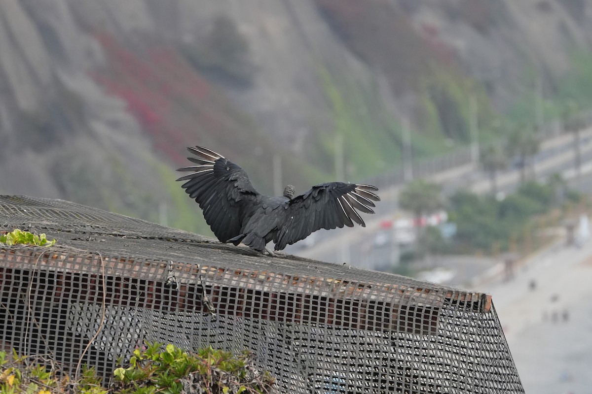Black Vulture - ML625181678