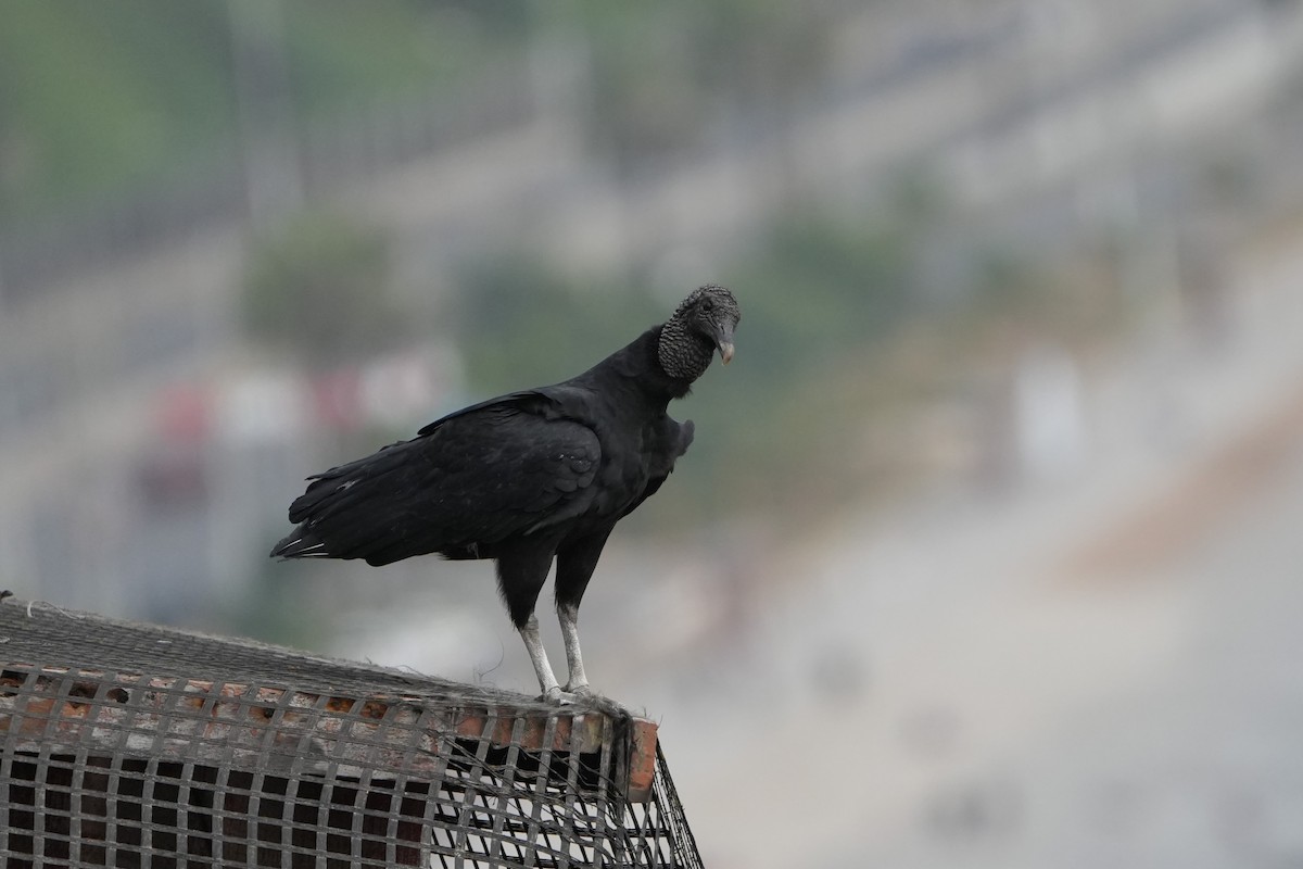 Black Vulture - ML625181694