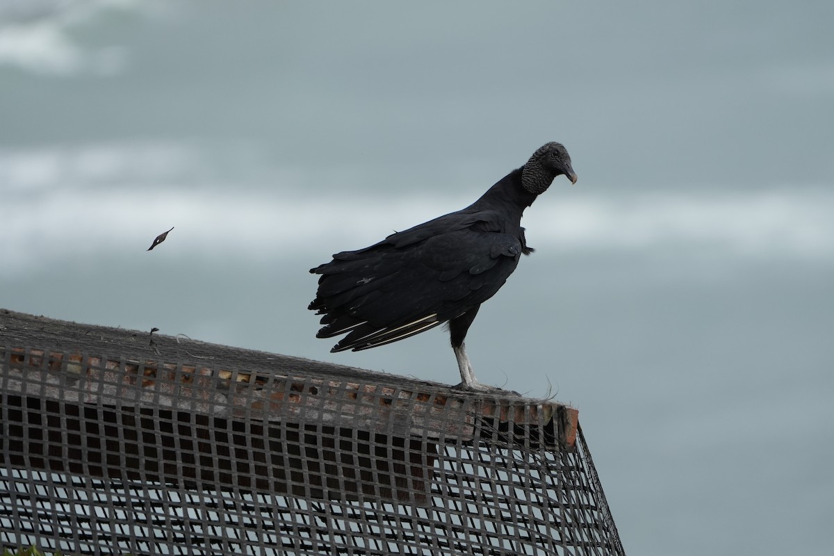 Black Vulture - ML625181695