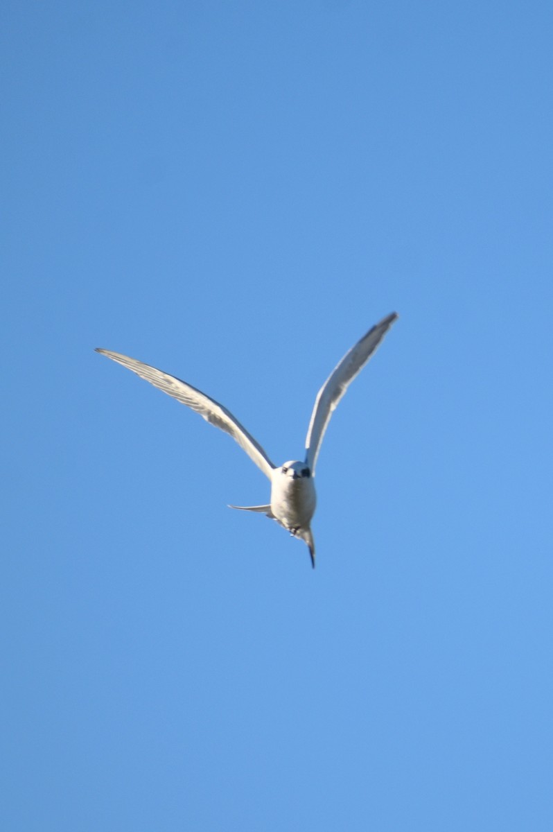 Forster's Tern - ML625181723